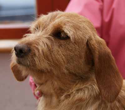 ANNIE